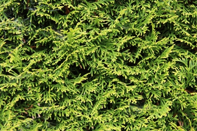 Thuja immergrüne Bäume