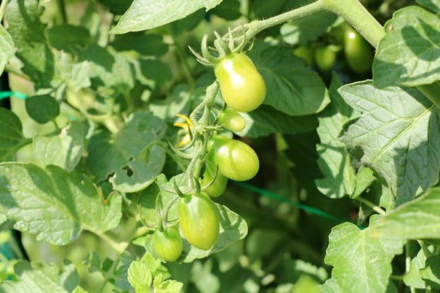 Tomaten düngen