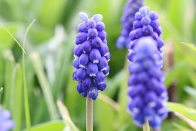 Muscari