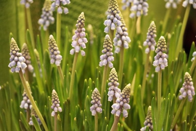 Bauernbübchen