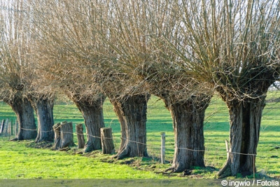 Hängeweide