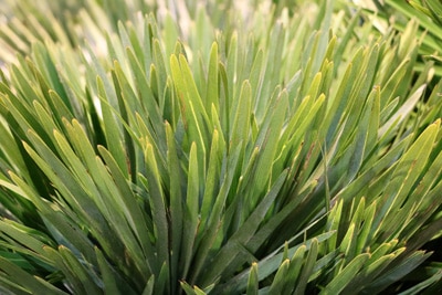 Chamaerops humilis