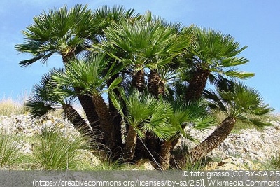 Chamaerops humilis