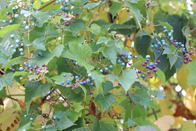 Ampelopsis brevipedunculata, Ussuri-Scheinrebe