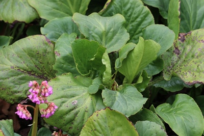 Bergenia