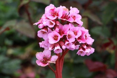 Bergenia, Blumen vertragen Frost