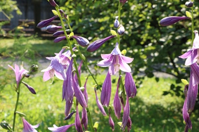 Hosta albomarginata