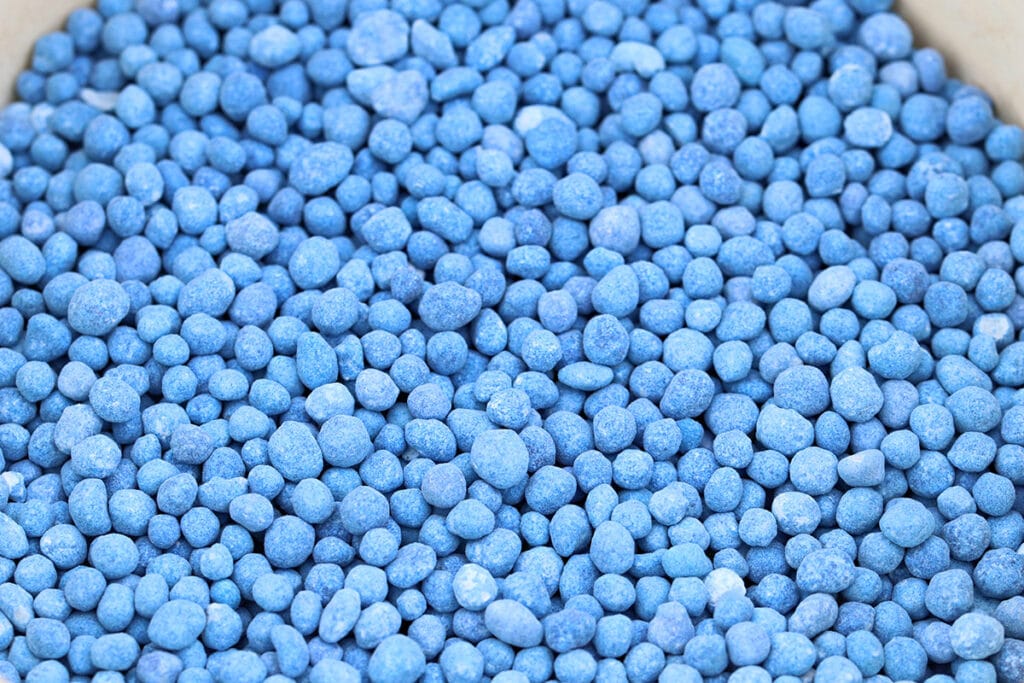 Blaukorn