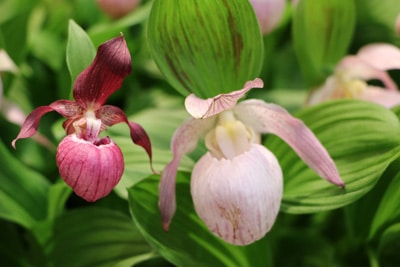 Cypripedium Freilandorchideen