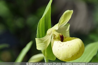 Cypripedium flavum