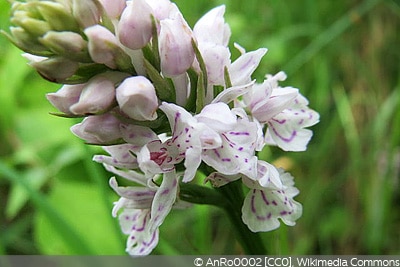 Dactylorhiza maculata