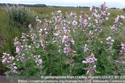 Althaea officinalis