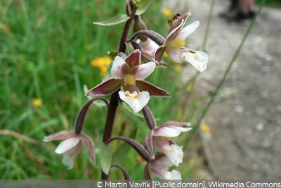 Epipactis palustris Freilandorchideen