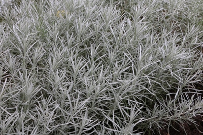 Artemisia dracunculus