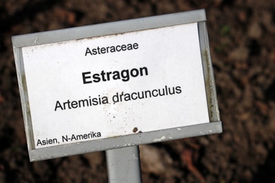 Artemisia dracunculus