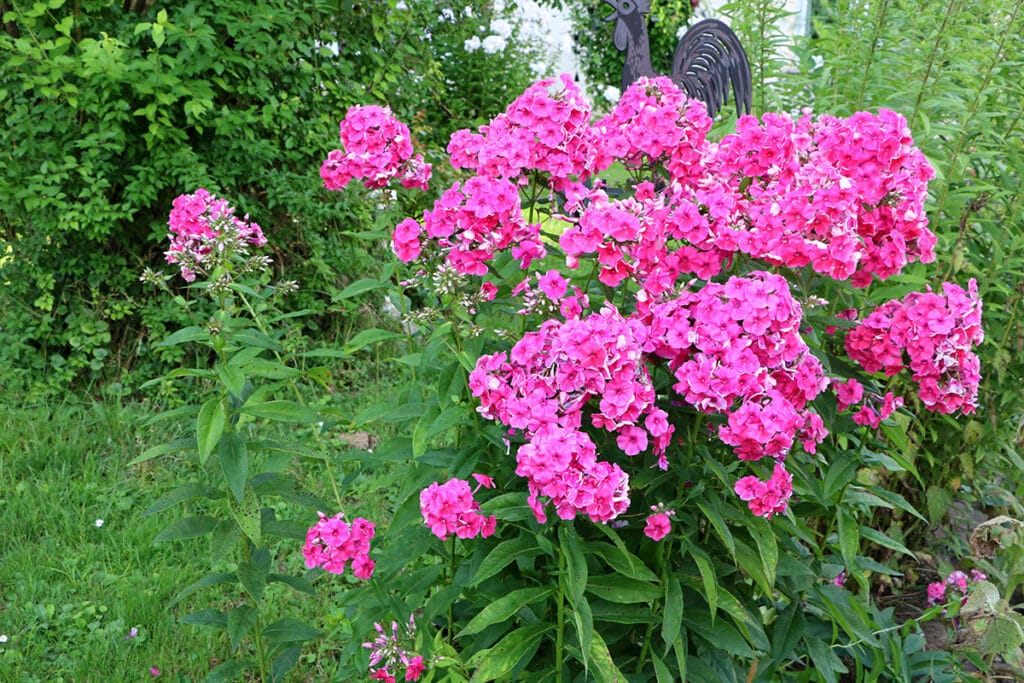 Phlox