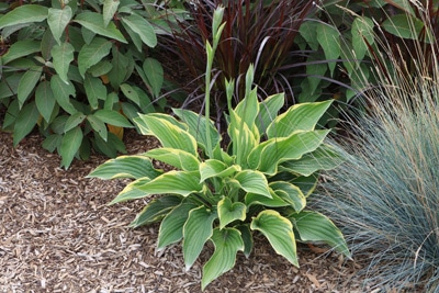 Hosta