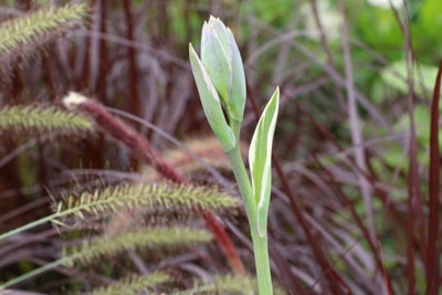 Hosta