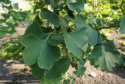 Ginkgobaum