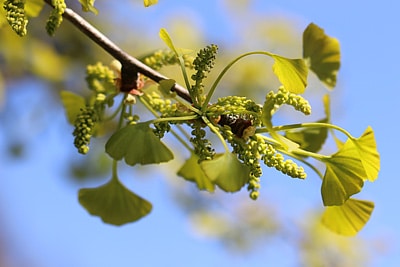 Ginkgobaum