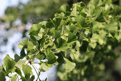 Ginkgobaum