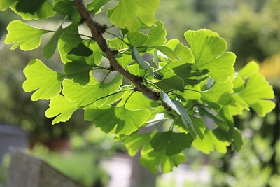 Ginkgo