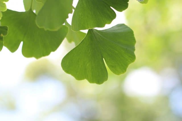 Ginkgobaum