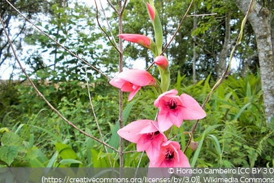 Gladiolus illyricus