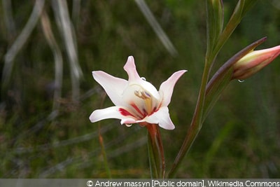 Gladiolus