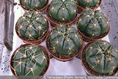 Gymnocalycium-Kakteen