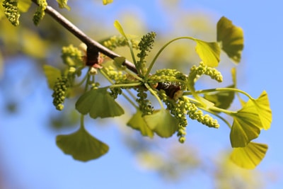 Ginkgo