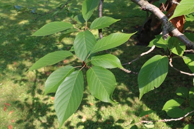 japanische Blütenkirsche Prunus serrulata