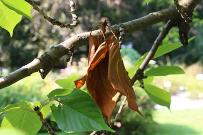 japanische Blütenkirsche Prunus serrulata