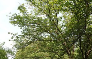 japanische Blütenkirsche Prunus serrulata