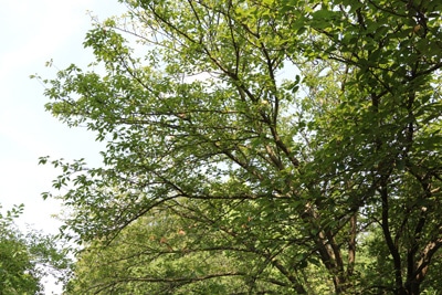 japanische Blütenkirsche Prunus serrulata