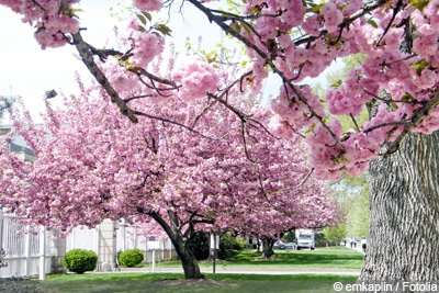 japanische Blütenkirsche Prunus serrulata