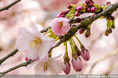 japanische Blütenkirsche Prunus serrulata