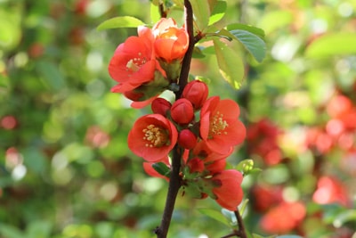 Japanische Zierquitte Chaenomeles