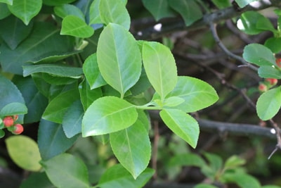 Japanische Zierquitte Chaenomeles