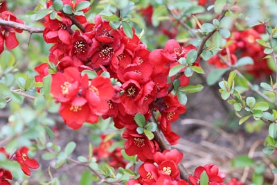 Japanische Zierquitte Chaenomeles