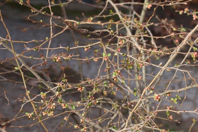 Japanische Zierquitte Chaenomeles