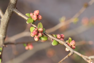 Japanische Zierquitte Chaenomeles