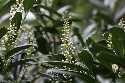 Kirschlorbeer Prunus laurocerasus