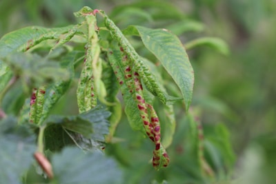 Pfirsich Prunus persica