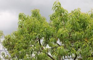 Pfirsich Prunus persica