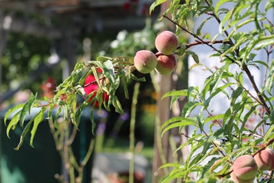 Pfirsich Prunus persica