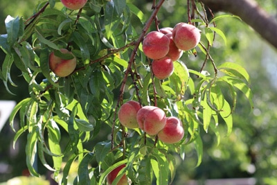 Pfirsich Prunus persica kleinbleibende Gehölze