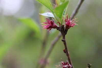 Pfirsich Prunus persica