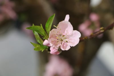 Pfirsich Prunus persica