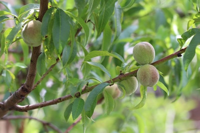 Pfirsich Prunus persica